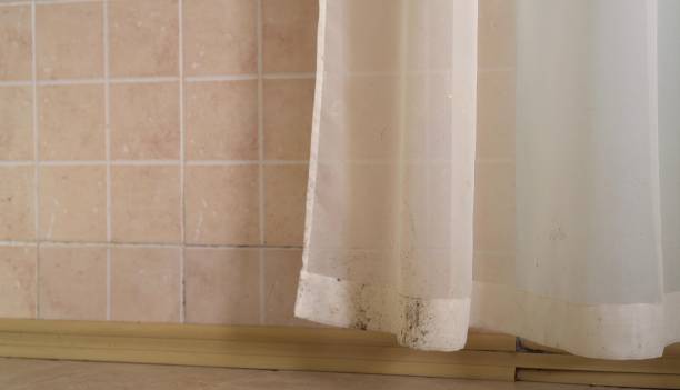 Best Mold Damage Restoration  in East Honolulu, HI
