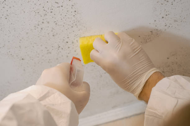 Best Industrial Mold Remediation  in East Honolulu, HI
